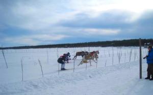 reindeer racing