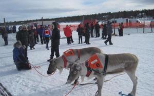 reindeer waiting to race